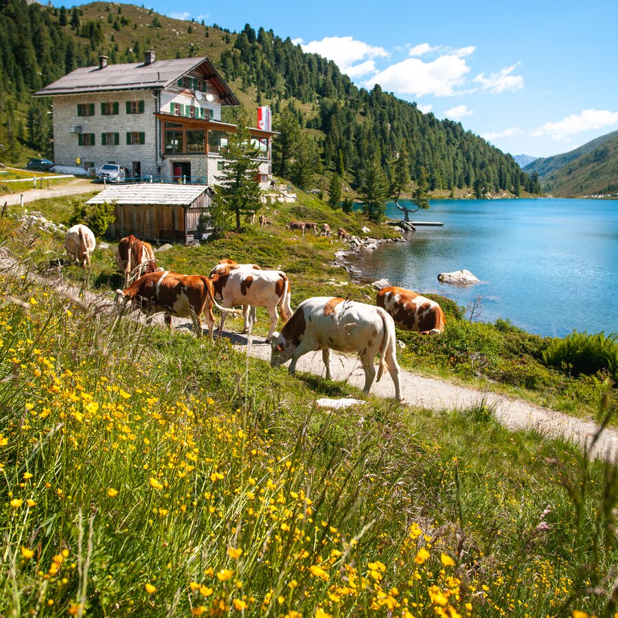 Gasthaus, Kühe, Blick auf den See, Wiese | © Roter Rucksack