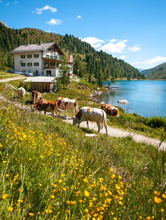 Gasthaus, Kühe, Blick auf den See, Wiese | © Roter Rucksack