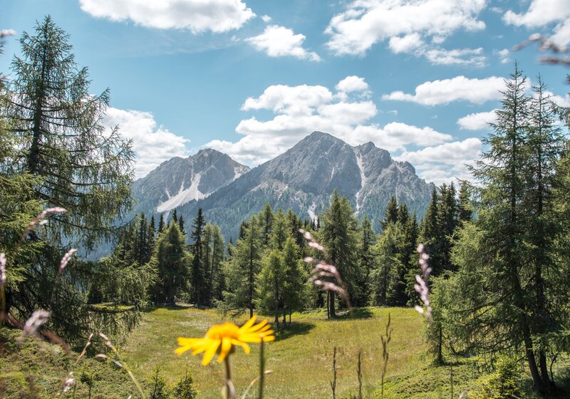 Eine Blumenwiese am Kronplatz-Gipfel mit Aufsicht auf die Dolomiten. | © Skirama Kronplatz